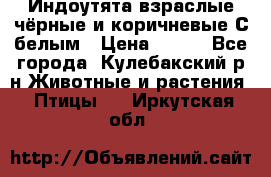 Индоутята взраслые чёрные и коричневые С белым › Цена ­ 450 - Все города, Кулебакский р-н Животные и растения » Птицы   . Иркутская обл.